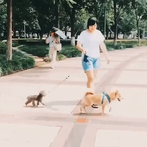 Dualuxe™️Dog Leash